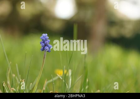 Petite fleur bleue avec des ampoules rondes fleuries dans le jardin de printemps avec de l'herbe verte. Banque D'Images