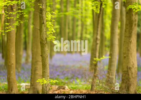 Chorleywood, Royaume-Uni. 27 avril 2020. Météo au Royaume-Uni : Bluebells in flower in Philipshill Wood près de Chorleywood, Hertfordshire. Le temps chaud récent a amené cette espèce indigène, le jacinthoides non scripta, à fleurir quelques semaines plus tôt que d'habitude. Un changement de la météo est prévu pour les prochains jours avec la pluie et les températures plus basses. Crédit: Stephen Chung / Alay Live News Banque D'Images