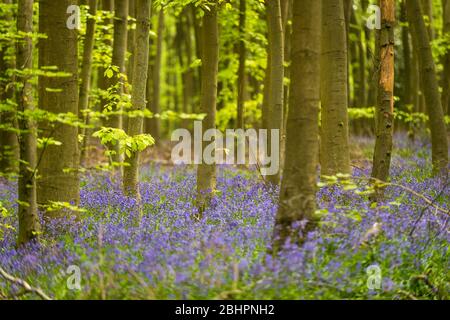 Chorleywood, Royaume-Uni. 27 avril 2020. Météo au Royaume-Uni : Bluebells in flower in Philipshill Wood près de Chorleywood, Hertfordshire. Le temps chaud récent a amené cette espèce indigène, le jacinthoides non scripta, à fleurir quelques semaines plus tôt que d'habitude. Un changement de la météo est prévu pour les prochains jours avec la pluie et les températures plus basses. Crédit: Stephen Chung / Alay Live News Banque D'Images