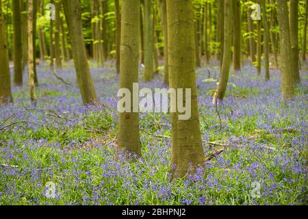 Chorleywood, Royaume-Uni. 27 avril 2020. Météo au Royaume-Uni : Bluebells in flower in Philipshill Wood près de Chorleywood, Hertfordshire. Le temps chaud récent a amené cette espèce indigène, le jacinthoides non scripta, à fleurir quelques semaines plus tôt que d'habitude. Un changement de la météo est prévu pour les prochains jours avec la pluie et les températures plus basses. Crédit: Stephen Chung / Alay Live News Banque D'Images