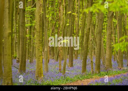 Chorleywood, Royaume-Uni. 27 avril 2020. Météo au Royaume-Uni : Bluebells in flower in Philipshill Wood près de Chorleywood, Hertfordshire. Le temps chaud récent a amené cette espèce indigène, le jacinthoides non scripta, à fleurir quelques semaines plus tôt que d'habitude. Un changement de la météo est prévu pour les prochains jours avec la pluie et les températures plus basses. Crédit: Stephen Chung / Alay Live News Banque D'Images