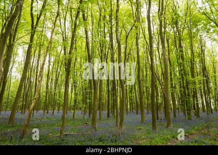 Chorleywood, Royaume-Uni. 27 avril 2020. Météo au Royaume-Uni : Bluebells in flower in Philipshill Wood près de Chorleywood, Hertfordshire. Le temps chaud récent a amené cette espèce indigène, le jacinthoides non scripta, à fleurir quelques semaines plus tôt que d'habitude. Un changement de la météo est prévu pour les prochains jours avec la pluie et les températures plus basses. Crédit: Stephen Chung / Alay Live News Banque D'Images