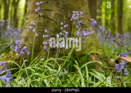 Chorleywood, Royaume-Uni. 27 avril 2020. Météo au Royaume-Uni : Bluebells in flower in Philipshill Wood près de Chorleywood, Hertfordshire. Le temps chaud récent a amené cette espèce indigène, le jacinthoides non scripta, à fleurir quelques semaines plus tôt que d'habitude. Un changement de la météo est prévu pour les prochains jours avec la pluie et les températures plus basses. Crédit: Stephen Chung / Alay Live News Banque D'Images