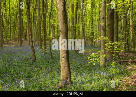 Chorleywood, Royaume-Uni. 27 avril 2020. Météo au Royaume-Uni : Bluebells in flower in Philipshill Wood près de Chorleywood, Hertfordshire. Le temps chaud récent a amené cette espèce indigène, le jacinthoides non scripta, à fleurir quelques semaines plus tôt que d'habitude. Un changement de la météo est prévu pour les prochains jours avec la pluie et les températures plus basses. Crédit: Stephen Chung / Alay Live News Banque D'Images