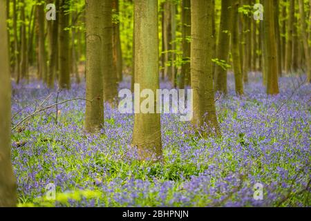 Chorleywood, Royaume-Uni. 27 avril 2020. Météo au Royaume-Uni : Bluebells in flower in Philipshill Wood près de Chorleywood, Hertfordshire. Le temps chaud récent a amené cette espèce indigène, le jacinthoides non scripta, à fleurir quelques semaines plus tôt que d'habitude. Un changement de la météo est prévu pour les prochains jours avec la pluie et les températures plus basses. Crédit: Stephen Chung / Alay Live News Banque D'Images