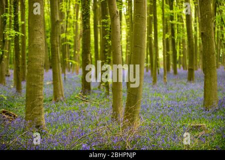 Chorleywood, Royaume-Uni. 27 avril 2020. Météo au Royaume-Uni : Bluebells in flower in Philipshill Wood près de Chorleywood, Hertfordshire. Le temps chaud récent a amené cette espèce indigène, le jacinthoides non scripta, à fleurir quelques semaines plus tôt que d'habitude. Un changement de la météo est prévu pour les prochains jours avec la pluie et les températures plus basses. Crédit: Stephen Chung / Alay Live News Banque D'Images