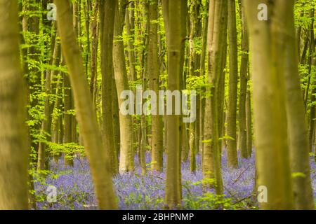 Chorleywood, Royaume-Uni. 27 avril 2020. Météo au Royaume-Uni : Bluebells in flower in Philipshill Wood près de Chorleywood, Hertfordshire. Le temps chaud récent a amené cette espèce indigène, le jacinthoides non scripta, à fleurir quelques semaines plus tôt que d'habitude. Un changement de la météo est prévu pour les prochains jours avec la pluie et les températures plus basses. Crédit: Stephen Chung / Alay Live News Banque D'Images