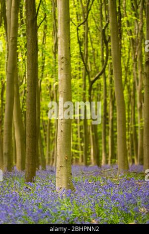 Chorleywood, Royaume-Uni. 27 avril 2020. Météo au Royaume-Uni : Bluebells in flower in Philipshill Wood près de Chorleywood, Hertfordshire. Le temps chaud récent a amené cette espèce indigène, le jacinthoides non scripta, à fleurir quelques semaines plus tôt que d'habitude. Un changement de la météo est prévu pour les prochains jours avec la pluie et les températures plus basses. Crédit: Stephen Chung / Alay Live News Banque D'Images