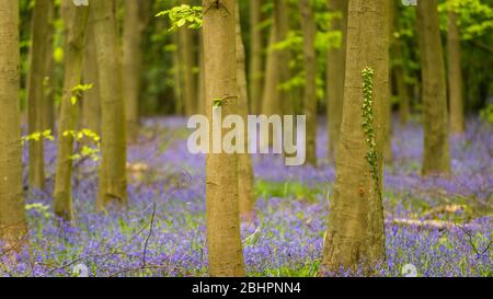 Chorleywood, Royaume-Uni. 27 avril 2020. Météo au Royaume-Uni : Bluebells in flower in Philipshill Wood près de Chorleywood, Hertfordshire. Le temps chaud récent a amené cette espèce indigène, le jacinthoides non scripta, à fleurir quelques semaines plus tôt que d'habitude. Un changement de la météo est prévu pour les prochains jours avec la pluie et les températures plus basses. Crédit: Stephen Chung / Alay Live News Banque D'Images