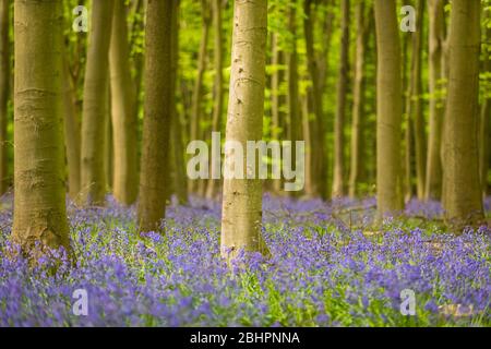 Chorleywood, Royaume-Uni. 27 avril 2020. Météo au Royaume-Uni : Bluebells in flower in Philipshill Wood près de Chorleywood, Hertfordshire. Le temps chaud récent a amené cette espèce indigène, le jacinthoides non scripta, à fleurir quelques semaines plus tôt que d'habitude. Un changement de la météo est prévu pour les prochains jours avec la pluie et les températures plus basses. Crédit: Stephen Chung / Alay Live News Banque D'Images