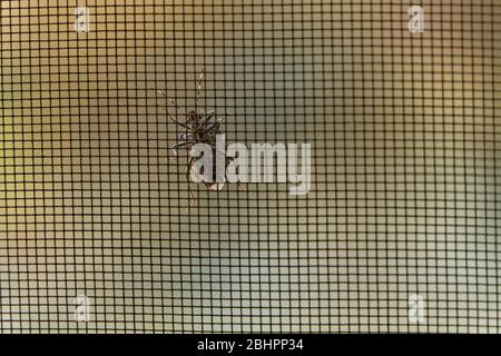 Escalade de bug de coléoptère de vitre. Vue de jour de l'insecte à arthropodes rampant sur une surface à damier, contre un fond lumineux défocté. Banque D'Images
