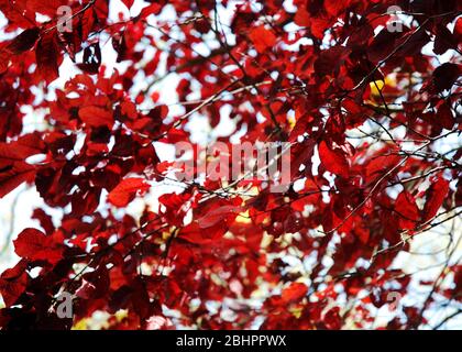 texture abstraite feuilles rouges automne Banque D'Images