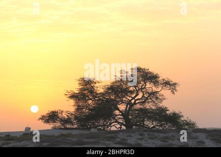 Arbre de vie (espèce Prosopsis cineraria) au coucher du soleil, Royaume de Bahreïn Banque D'Images