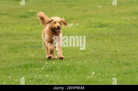 Un chien caniche qui marche sur l'herbe verte Banque D'Images