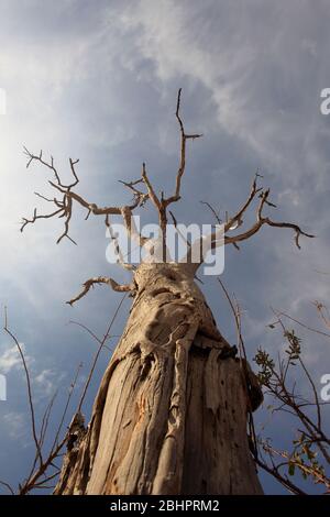 Tree dommages, causés par les éléphants de Tanzanie, Afrique Banque D'Images