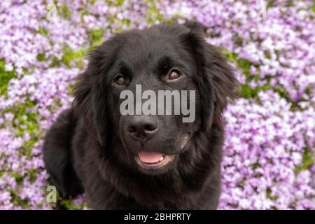 Un chiot de terre-neuve en fleurs violettes Banque D'Images