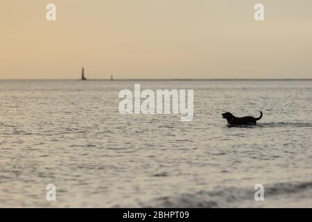 Chien du lac Michigan avec phare de Muskegon en arrière-plan Banque D'Images