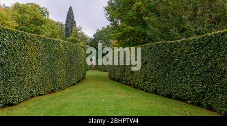 Les bords de hêtre serpentin dans les jardins de Chatsworth House, Derbyshire Banque D'Images