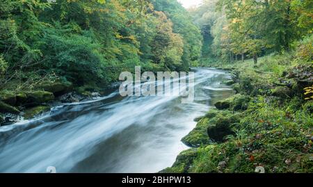 Le Strid sur la rivière Wharfe à Wharfedale, dans le Yorkshire du Nord Banque D'Images