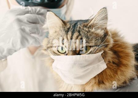 Médecin de l'homme dans des lunettes de protection avec les bras croisés et le chaton de chat est sûr du coronavirus dans le masque de protection médicale. Pandémie mondiale Banque D'Images