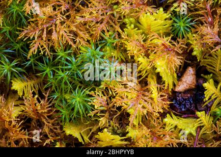 Moss au fond de la vallée de Romsdalen, Rauma kommune, Møre og Romsdal, Norvège. Banque D'Images