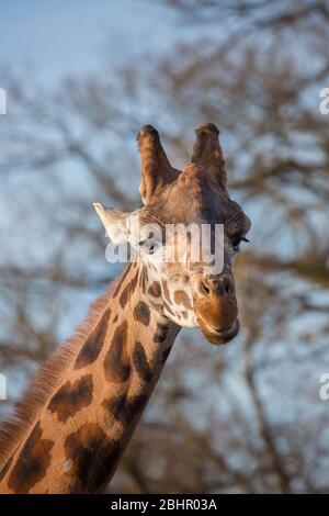 Vue de face rapprochée, tête d'animal girafe (Giraffa camelopardalis) isolée à l'extérieur au soleil, West Midland Safari Park, Royaume-Uni. Faune en captivité. Banque D'Images