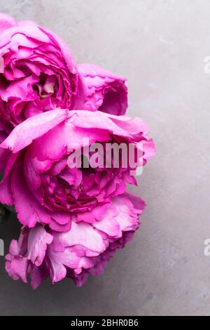 Roses en forme de pion isolé sur fond gris, selective focus. Roses rose en forme de pions. Des fleurs pour la Saint-Valentin et le 8 mars, copy space Banque D'Images