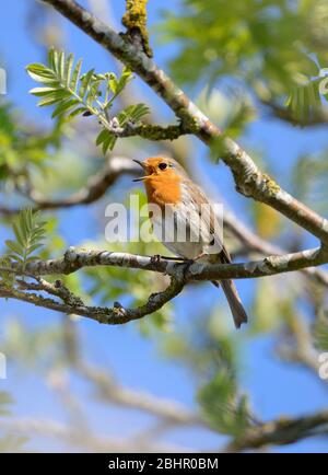 Européen Robin (erithacus rubecula) chantant dans un arbre, Kent, Royaume-Uni, avril Banque D'Images