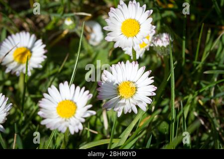 Daisy, Gänseblümchen (bellis perennis) Banque D'Images