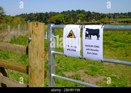 danger bull sur le terrain et vaches allaitantes signes sur la ferme, nord norfolk, angleterre Banque D'Images