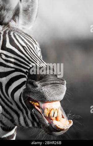 Gros plan sur la tête d'animal zébrée de Grevy (Equus grevyi), bouche ouverte montrant les dents, isolée à l'extérieur, West Midland Safari Park UK. Animaux bizarres. Banque D'Images