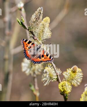 Petit nectaring Tortoiseshell sur des chatons de saule. Hurst Meadows, East Molesey, Surrey, Angleterre. Banque D'Images