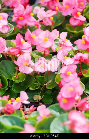Begonias, semperflorens mensonias, dans le jardin, mensonia enrobée Banque D'Images