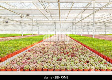 Croissance professionnelle des plantes cactus echeveria dans une serre néerlandaise Banque D'Images