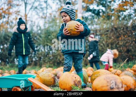 Enfants collectant des citrouilles dans un champ. Banque D'Images