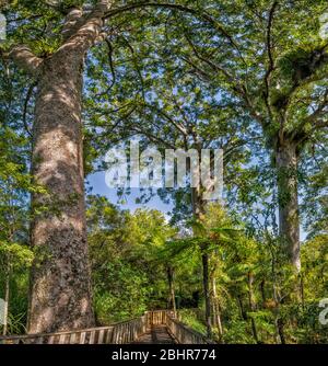 Waiau Kauri Grove, 309 Road, péninsule de Coromandel, région de Waikato, Île du Nord, Nouvelle-Zélande Banque D'Images