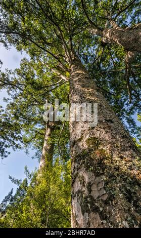 Waiau Kauri Grove, 309 Road, péninsule de Coromandel, région de Waikato, Île du Nord, Nouvelle-Zélande Banque D'Images