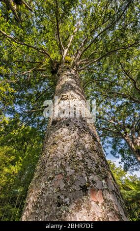 Waiau Kauri Grove, 309 Road, péninsule de Coromandel, région de Waikato, Île du Nord, Nouvelle-Zélande Banque D'Images