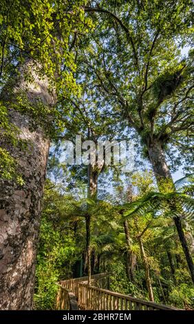 Waiau Kauri Grove, 309 Road, péninsule de Coromandel, région de Waikato, Île du Nord, Nouvelle-Zélande Banque D'Images