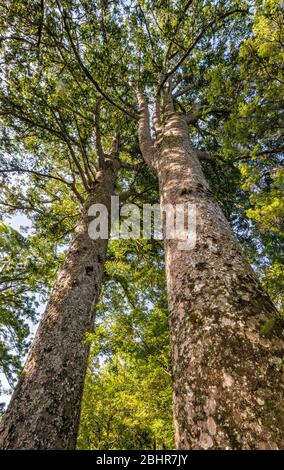 Waiau Kauri Grove, 309 Road, péninsule de Coromandel, région de Waikato, Île du Nord, Nouvelle-Zélande Banque D'Images