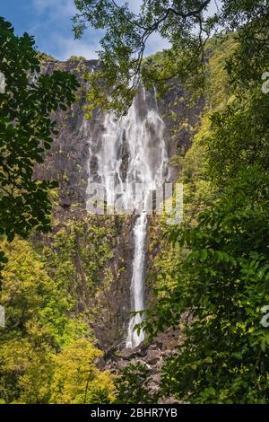 Chutes de Wairere, Kaimai Range, Gordon Park Scenic Reserve, région de Waikato, Île du Nord, Nouvelle-Zélande Banque D'Images