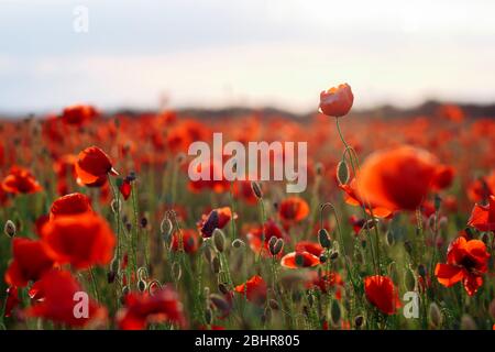 Des coquelicots sur le champ vert au coucher du soleil d'été avec un foyer sélectif Banque D'Images