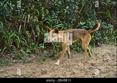 Dingo sauvage sur l'île Frazer approchant curieusement Banque D'Images