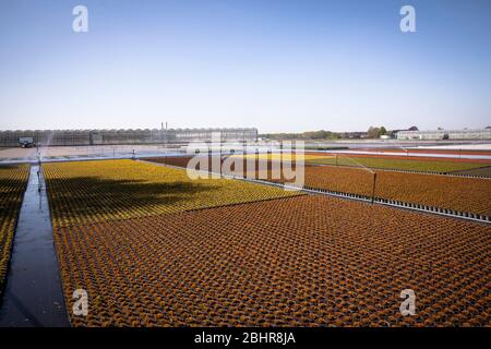 Pots de fleurs d'un grand jardin de pépinière, culture, système d'irrigation, Straelen, région du Bas-Rhin, Rhénanie-du-Nord-Westphalie, Allemagne. Blumentoepfe ei Banque D'Images