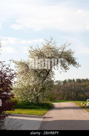 un pommier au printemps avec une croissance tordue sur la route du tarmac dans un village Banque D'Images