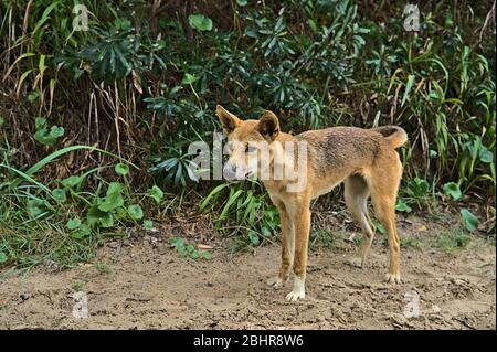 Dingo sauvage sur l'île Frazer approchant curieusement Banque D'Images