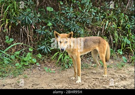 Dingo sauvage sur l'île Frazer approchant curieusement Banque D'Images