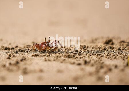 Le crabe fantôme dans le sable Banque D'Images