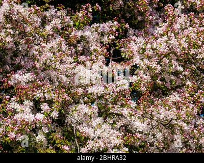 Gros plan de l'arbre de pomme de crabe à fleurs, Malus sylvestris, avec des bourgeons roses au soleil, Crataegus, Lothian est, Écosse, Royaume-Uni Banque D'Images