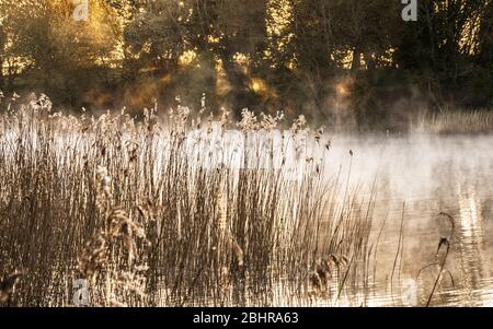 Le soleil levant filtre à travers les arbres et rétroéclaire la brume à Coate Water à Swindon. Banque D'Images